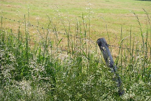 Allergie, allergenentest, bioresonantie