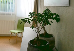 praktijkruimte, gerard snik, officinalis